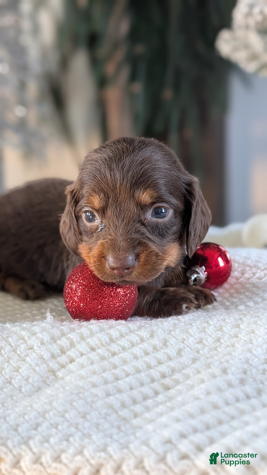 Miniature Dachshund dogs for sale: Falcon - Ad 2