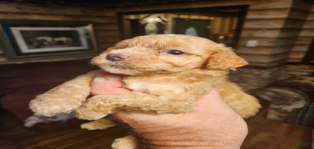 Gallery Image {{count}}