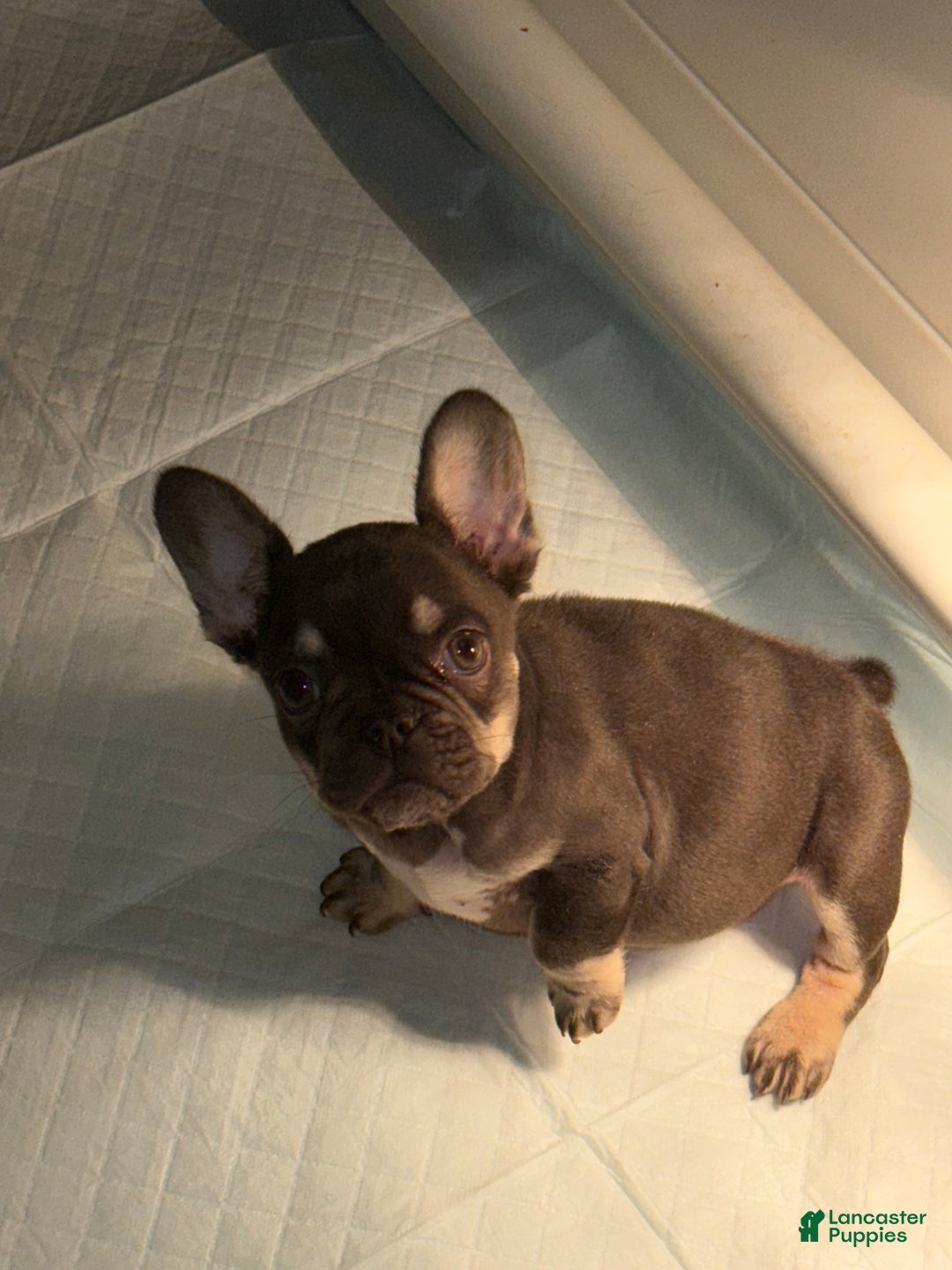 French Bulldog dogs for sale: French Bulldog Puppy 2 - Ad 3