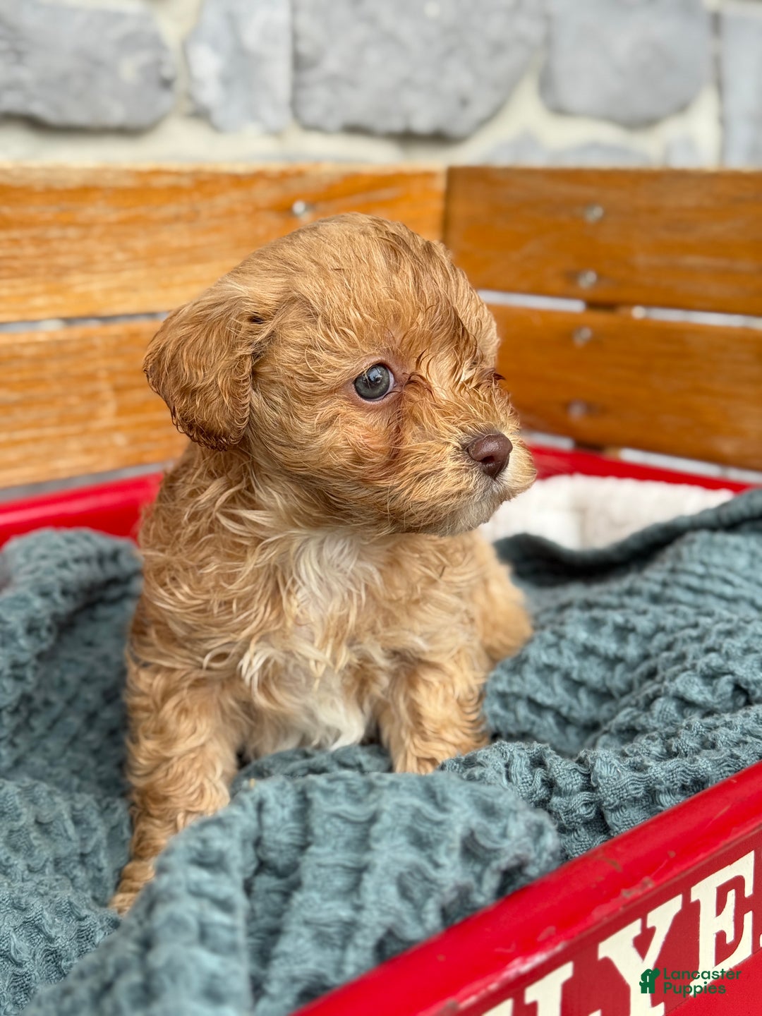 Cavapoo dogs for sale: Ace - Ad 3