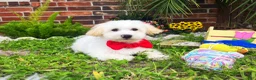 Maltipoo dogs for sale: Charles - Ad 4