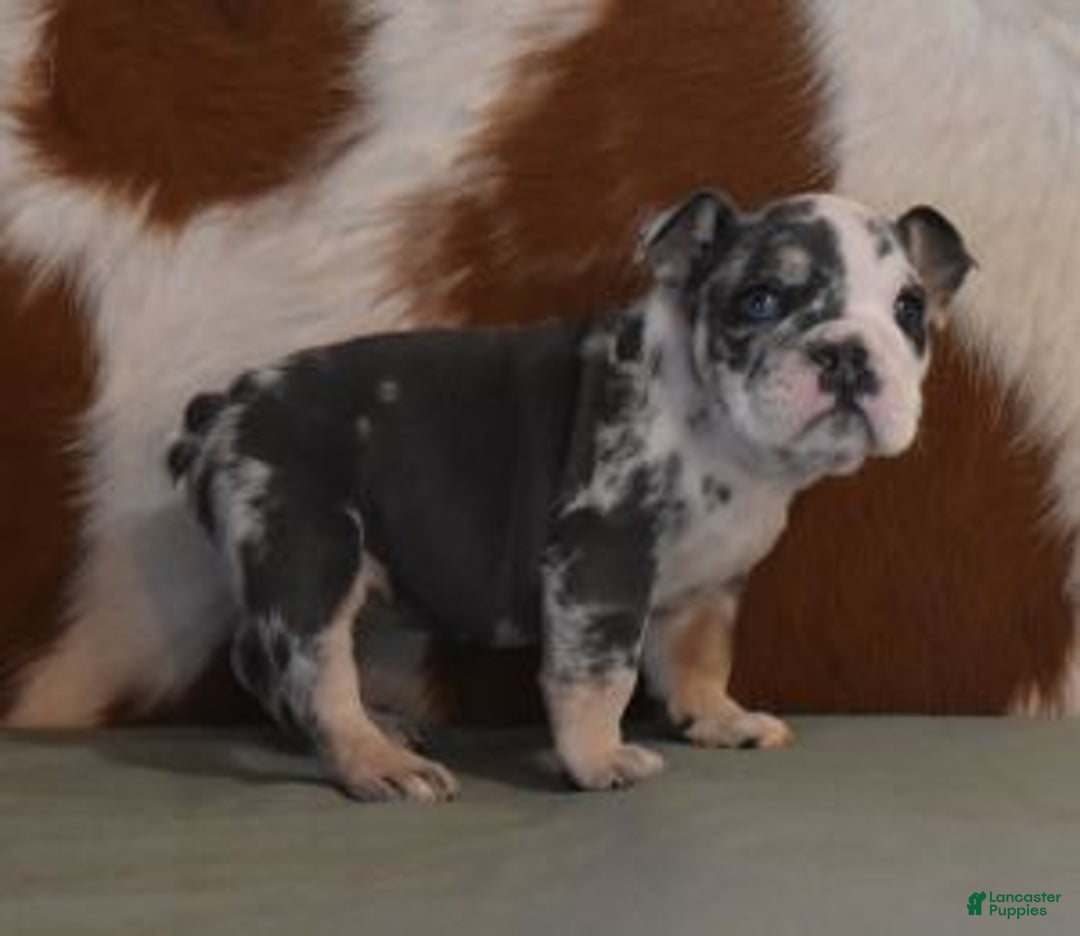 English Bulldog dogs for sale: TINA - Ad 4