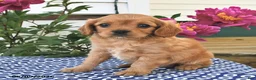 Mixed Breed dogs for sale: Tess - Ad 1