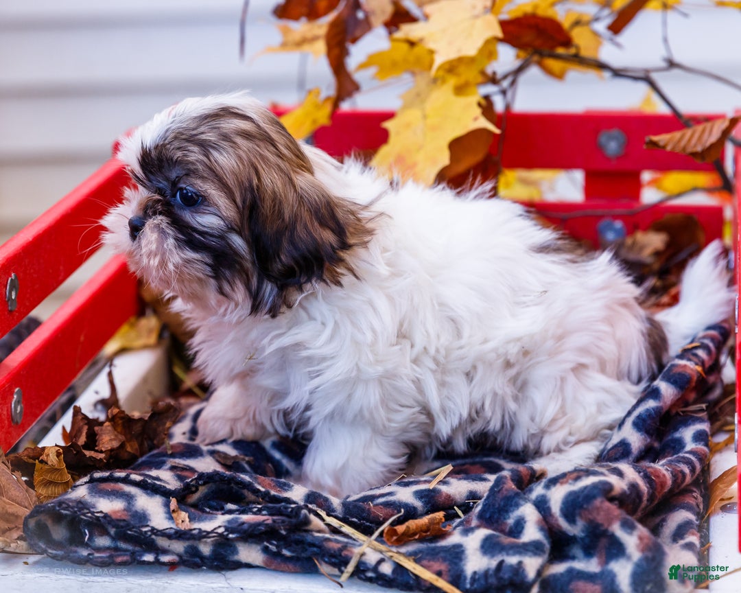Shih Tzu dogs for sale: Lanelle - Ad 6