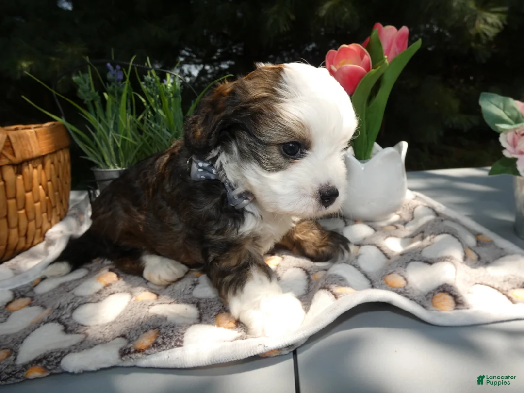 Mini Bernedoodle dogs for sale: Mini Bernedoodle 2 Rhett - Ad 2