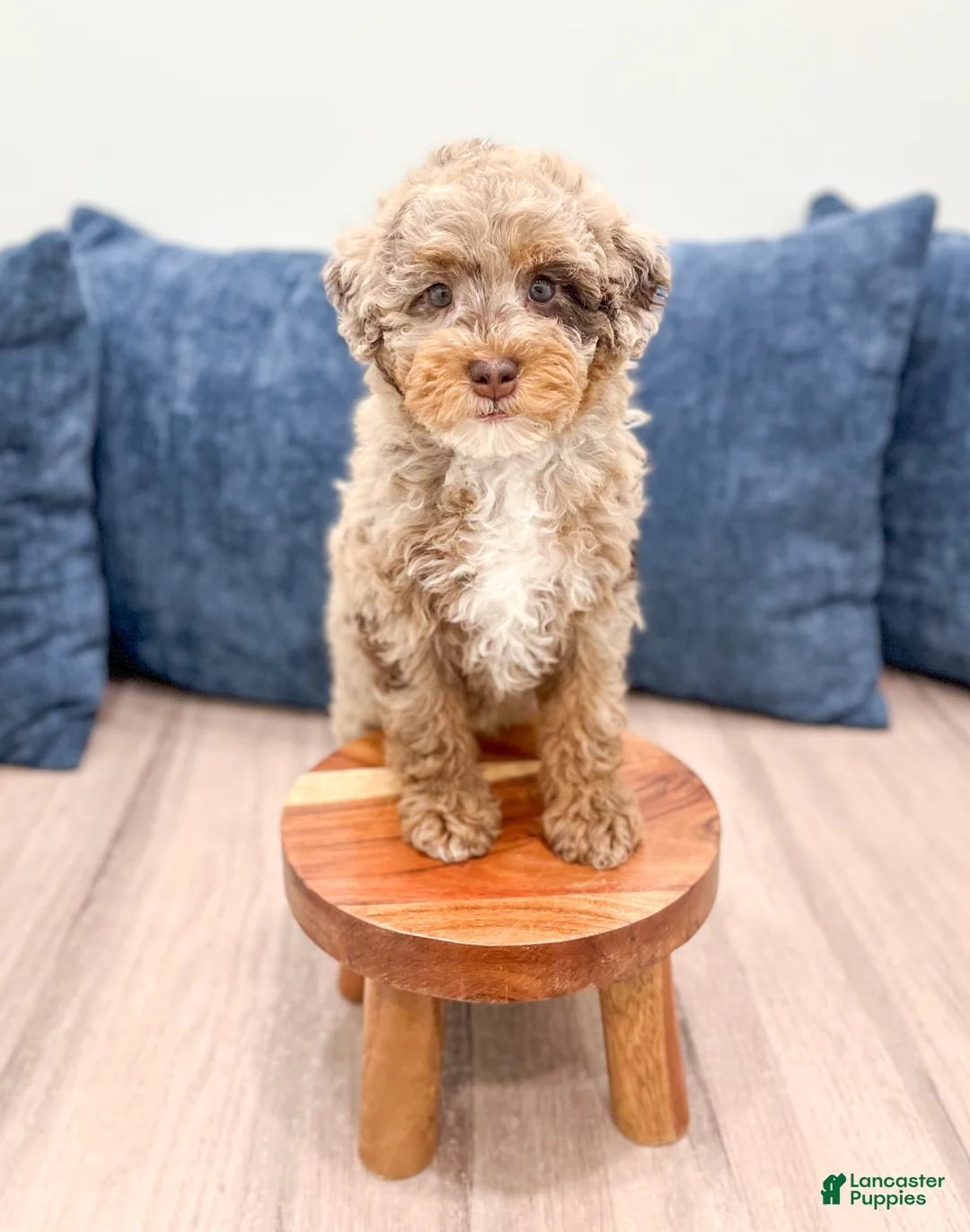 Mini Goldendoodle dogs for sale: Lavender - Ad 2