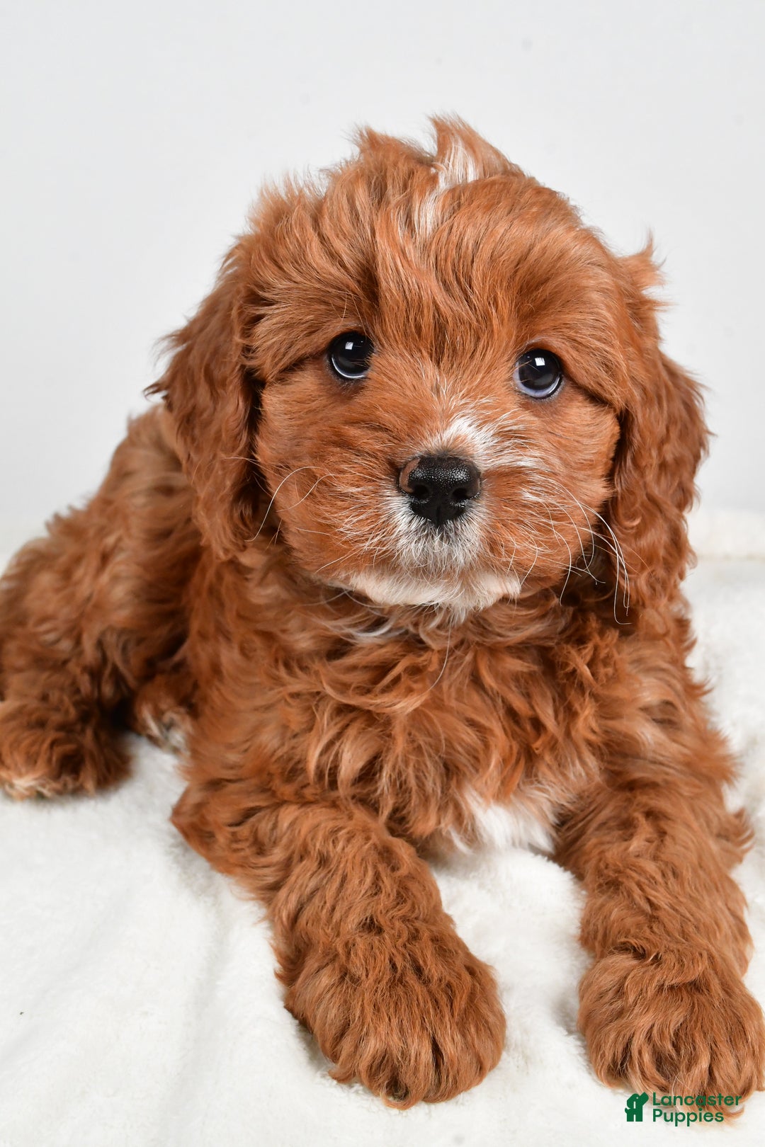 Cavapoo dogs for sale: Mable - Ad 6
