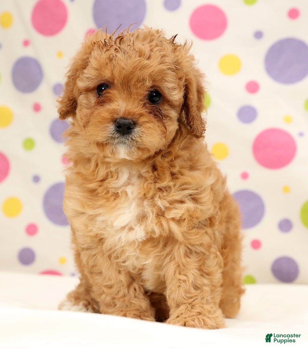 Cavapoo dogs for sale: Amelia - Ad 7