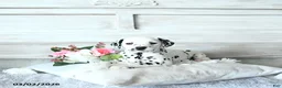 Dalmatian dogs for sale: Butterfly - Ad 3