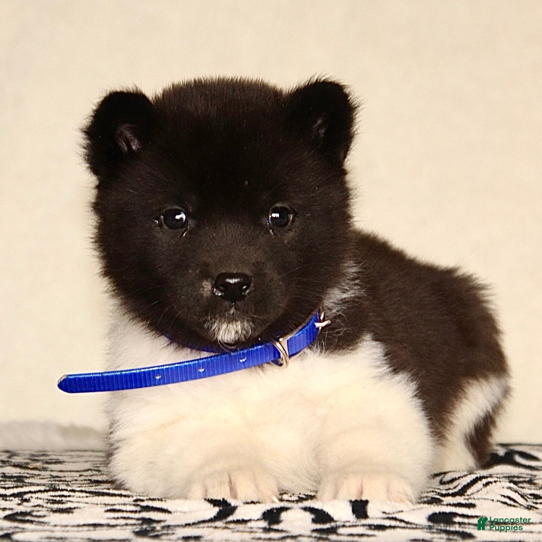 Akita dogs for sale: Atticus - Ad 2