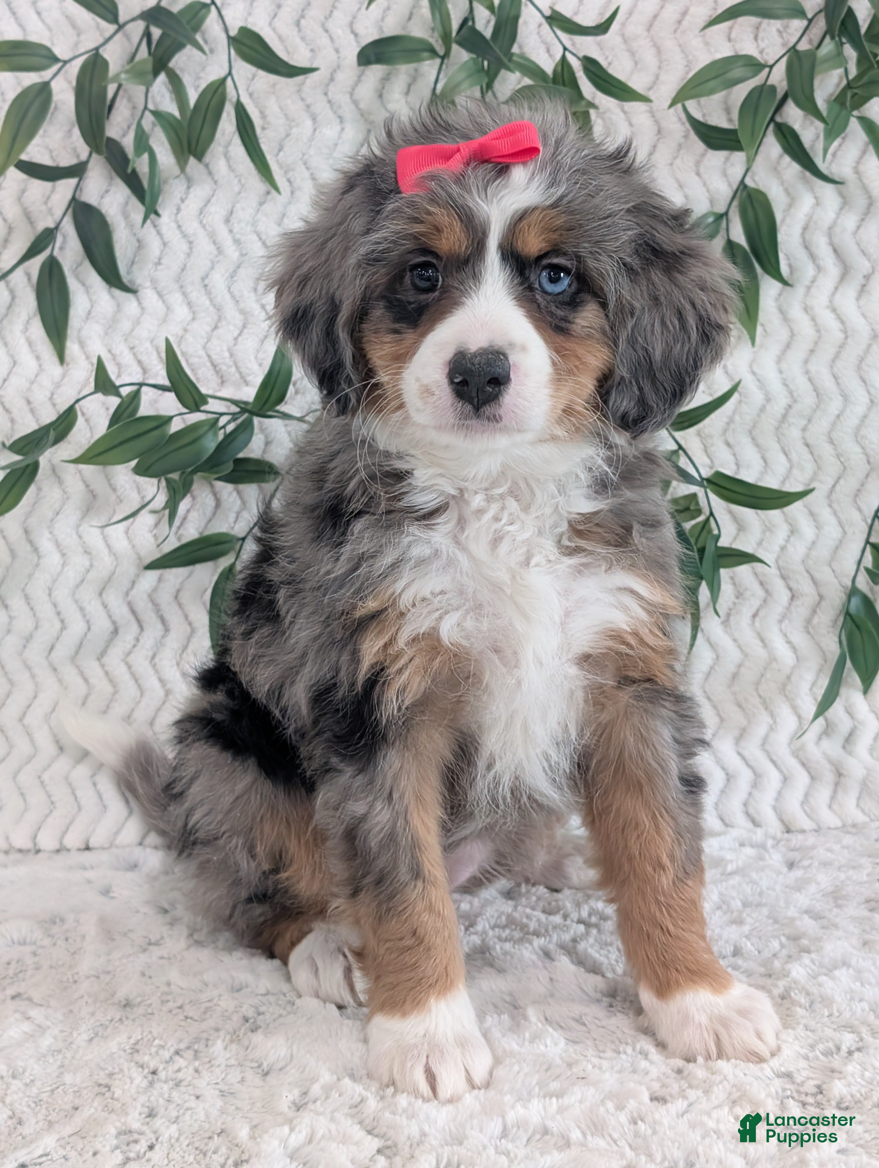 Mini Bernedoodle dogs Mini Daisy  - Ad 9