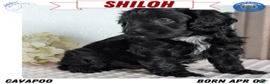 Shiloh