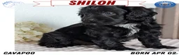 Cavapoo dogs for sale: Shiloh - Ad 1