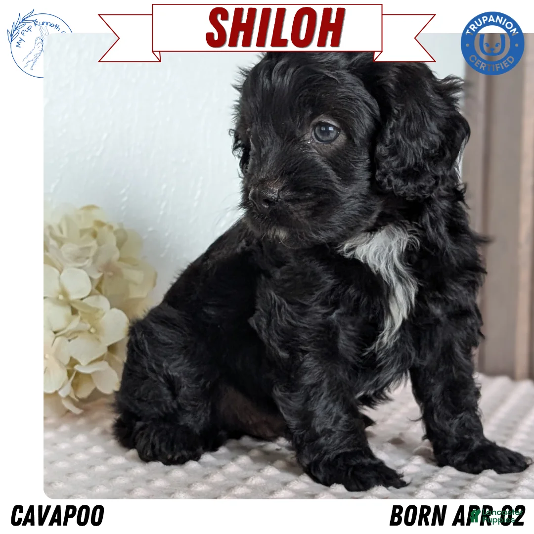 Cavapoo dogs for sale: Shiloh - Ad 1