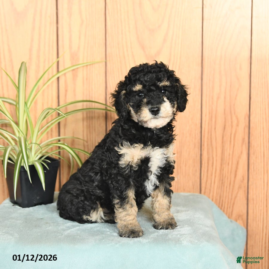 Miniature Poodle dogs Sasha - Ad 27