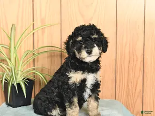 Miniature Poodle dogs Sasha - Ad 19