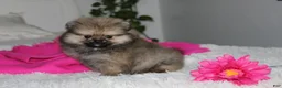 Pomeranian dogs for sale: Tiny Tessa - Ad 10