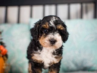 Miniature Poodle dogs - Ad 39