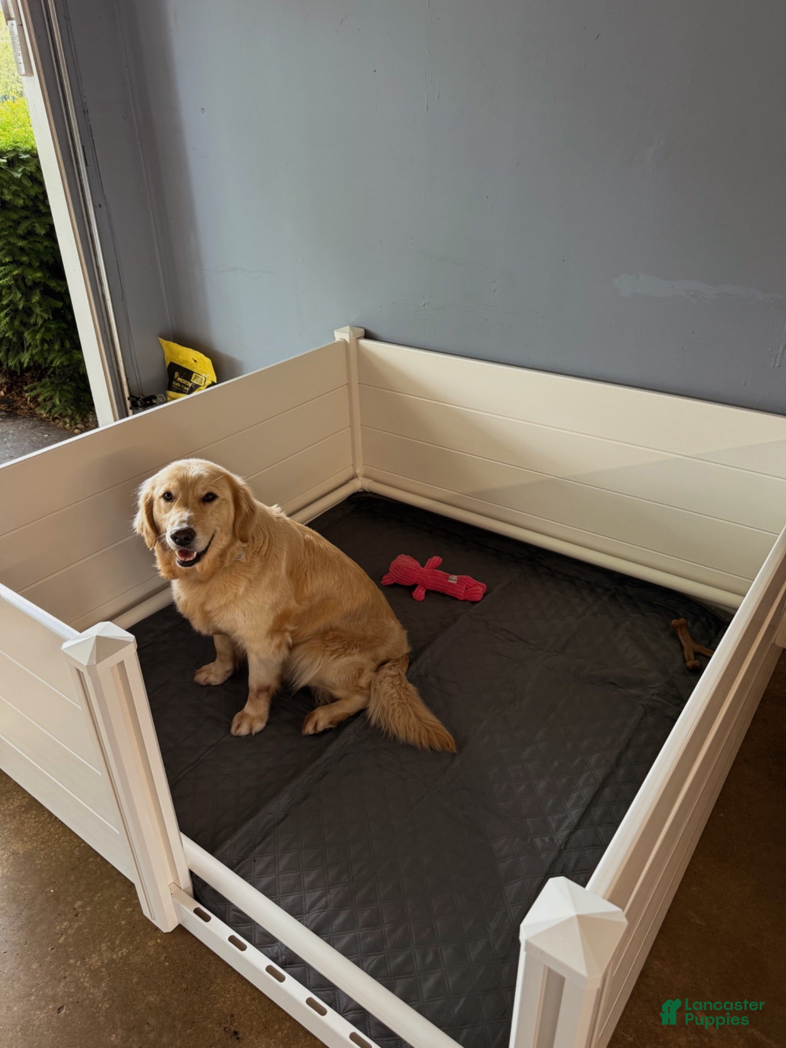 Mini Goldendoodle dogs Rosebud  - Ad 2