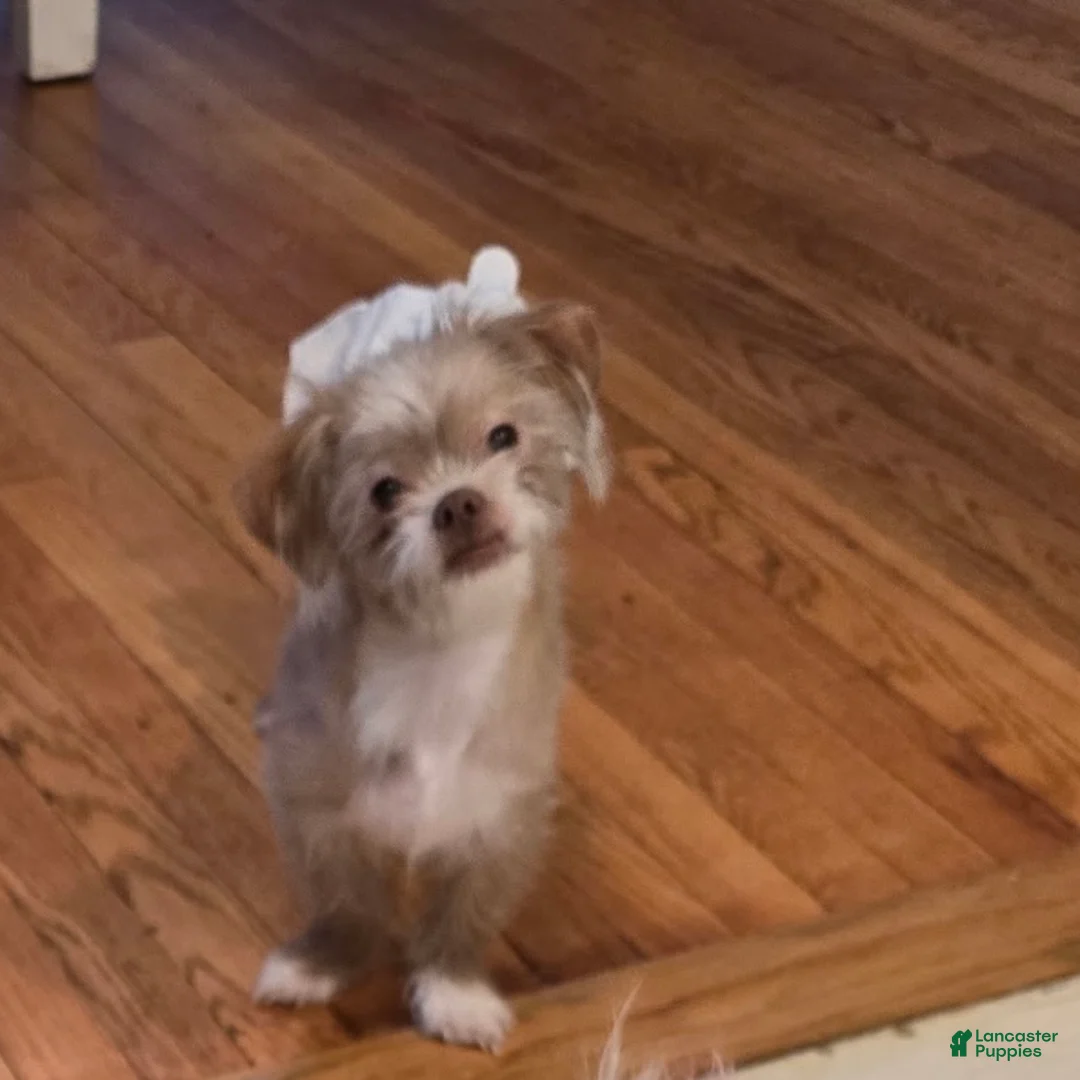 Malshi dogs for sale: Malshi 1 - Ad 3