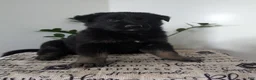 German Shepherd dogs for sale: Cash - Ad 4