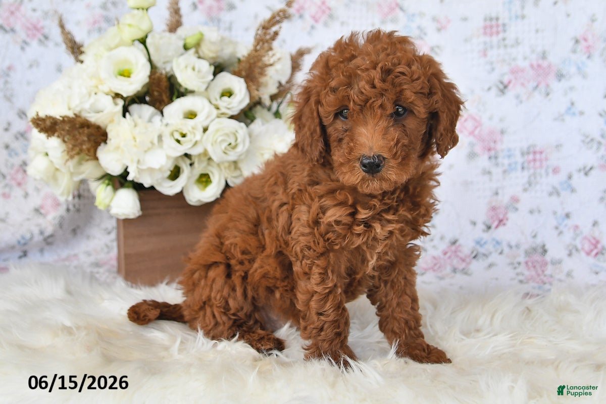 Mini Goldendoodle dogs Mo - Ad 2