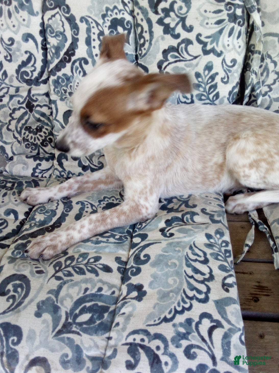 Australian Cattle Dog dogs Sara - Ad 2