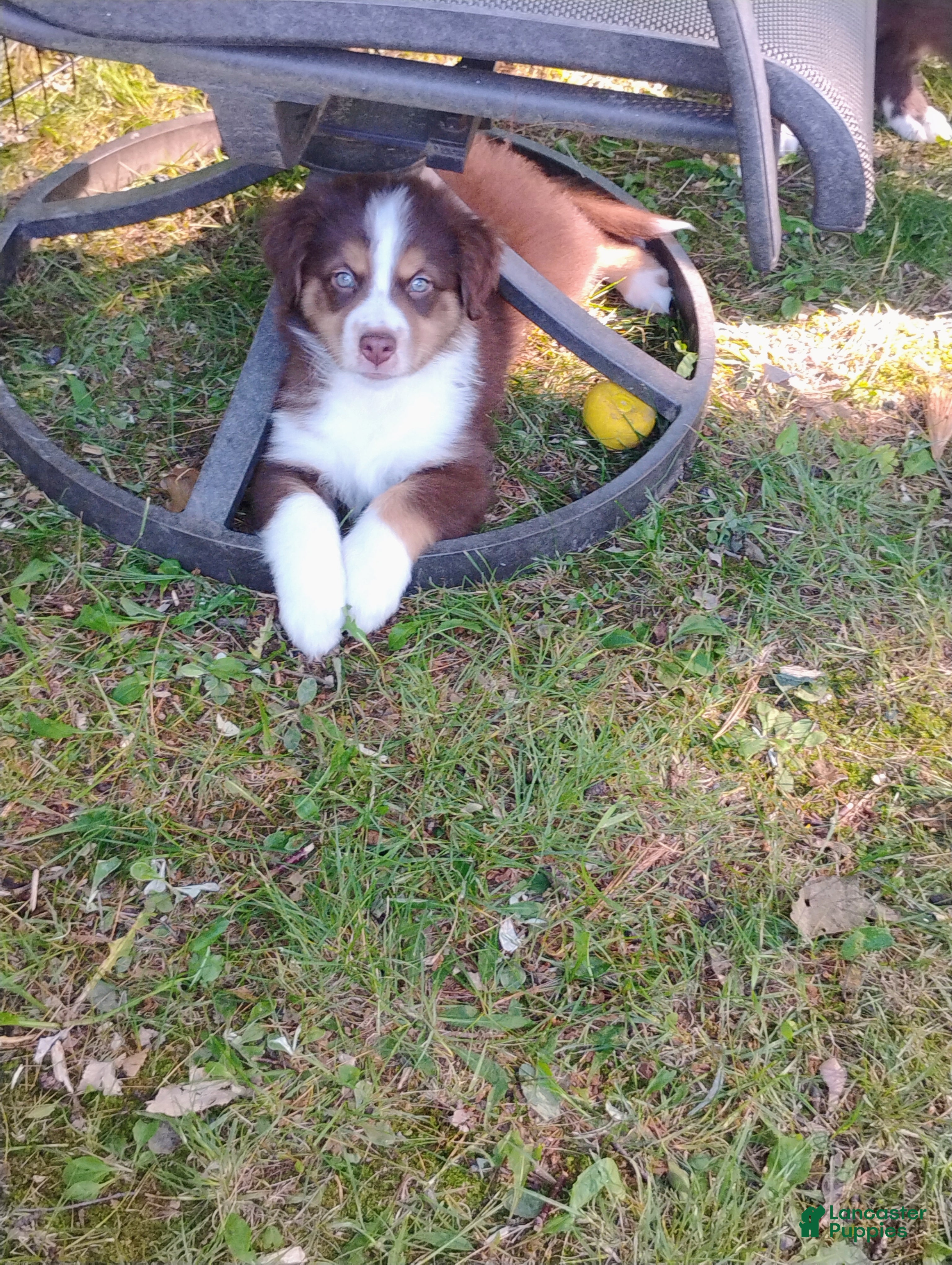 Australian Shepherd dogs Summit  - Ad 1