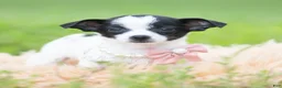 Chihuahua dogs for sale: Diva - Ad 4