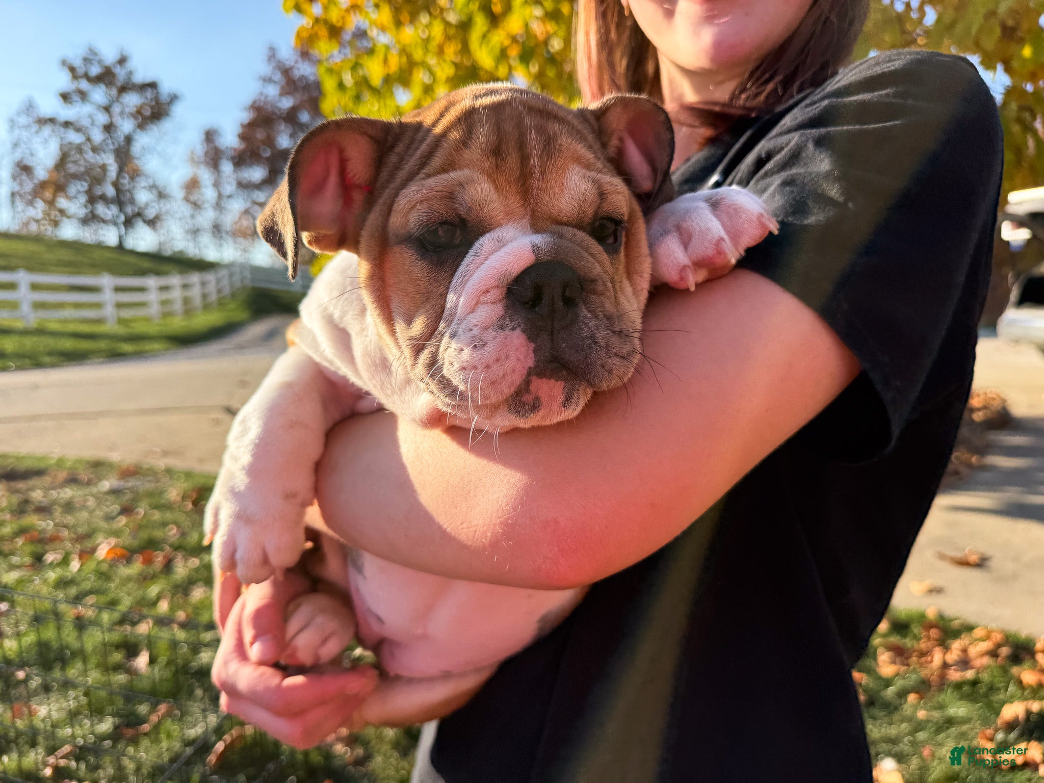 English Bulldog dogs for sale: Precious - Ad 1