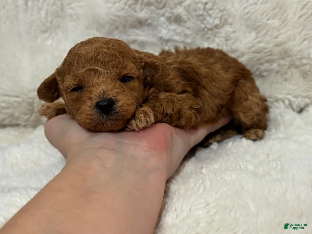 Toy Poodle dogs for sale: Teddy  - Ad 4