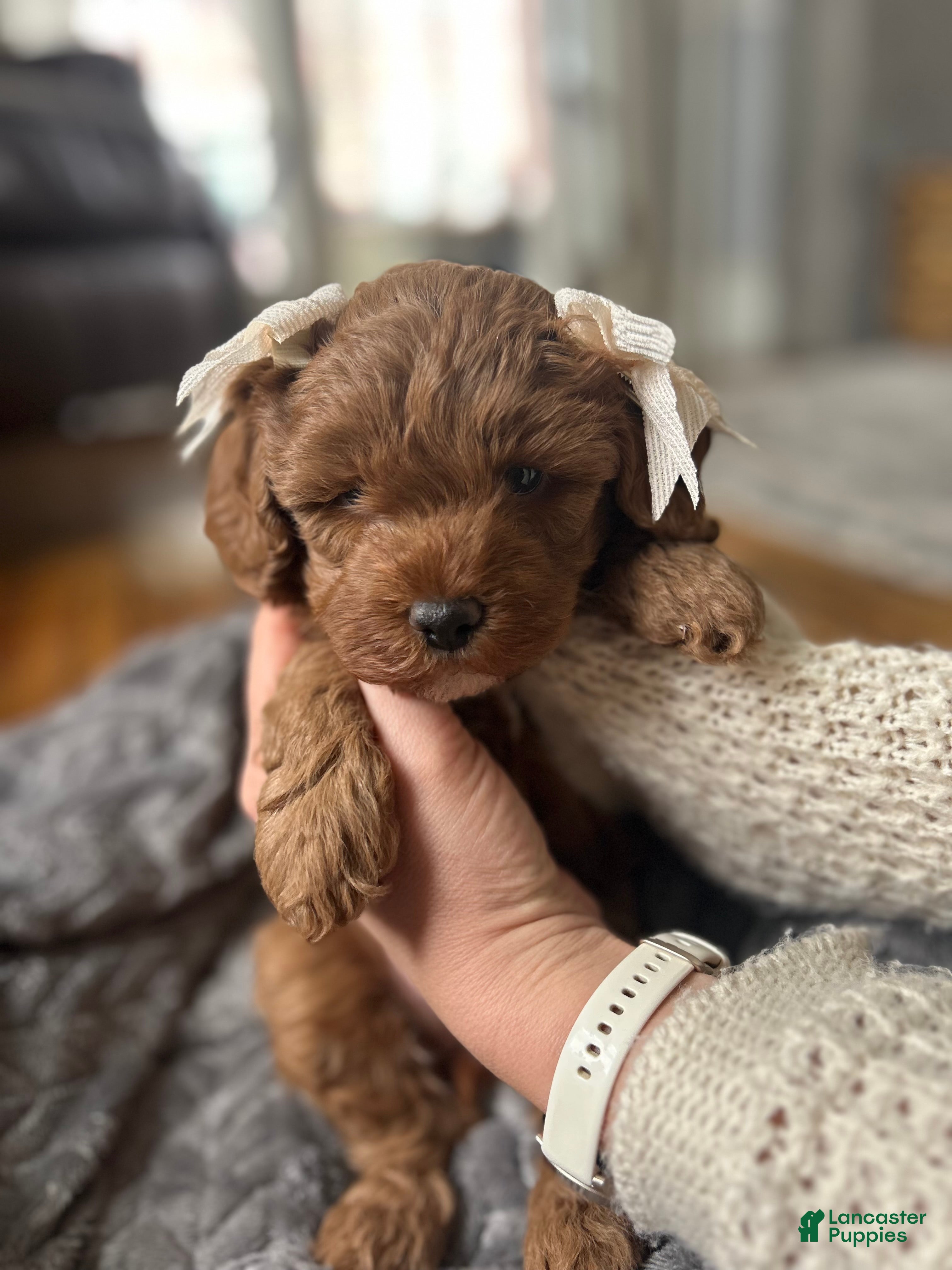 Mini Bernedoodle dogs Ivy - Ad 2