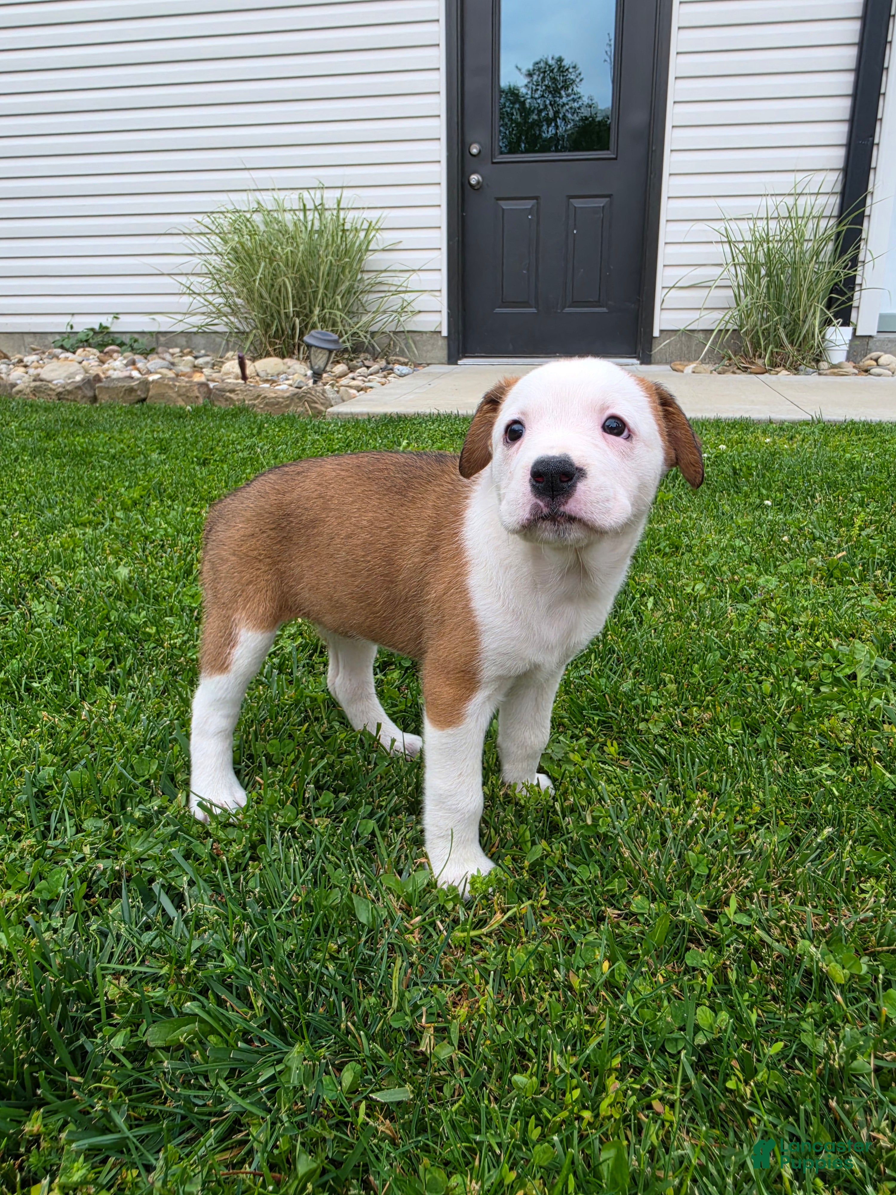 Mixed Breed dogs Layla - Ad 2
