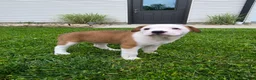 Mixed Breed dogs for sale: Layla - Ad 2