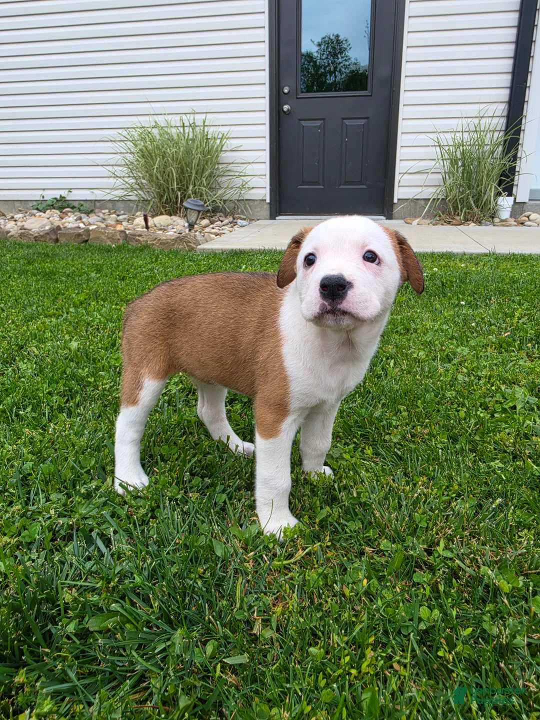 Mixed Breed dogs for sale: Layla - Ad 2