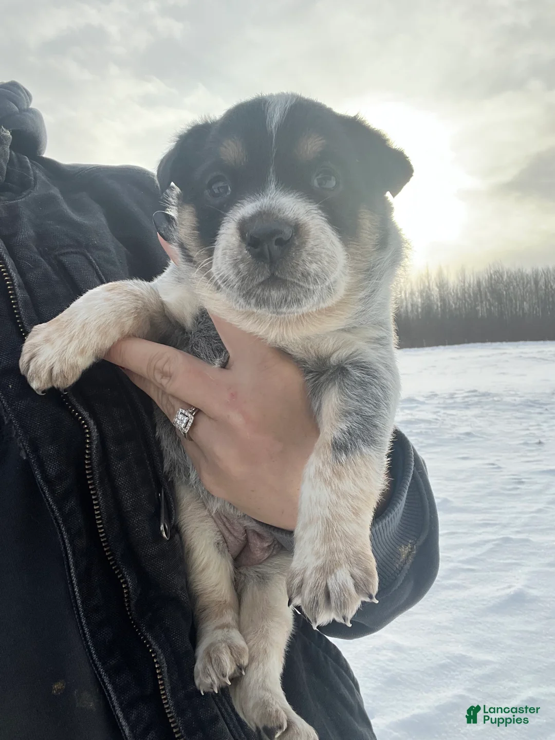 Australian Cattle Dog dogs for sale: Olivia - Ad 1