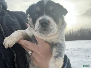 Australian Cattle Dog dogs Olivia - Ad 42