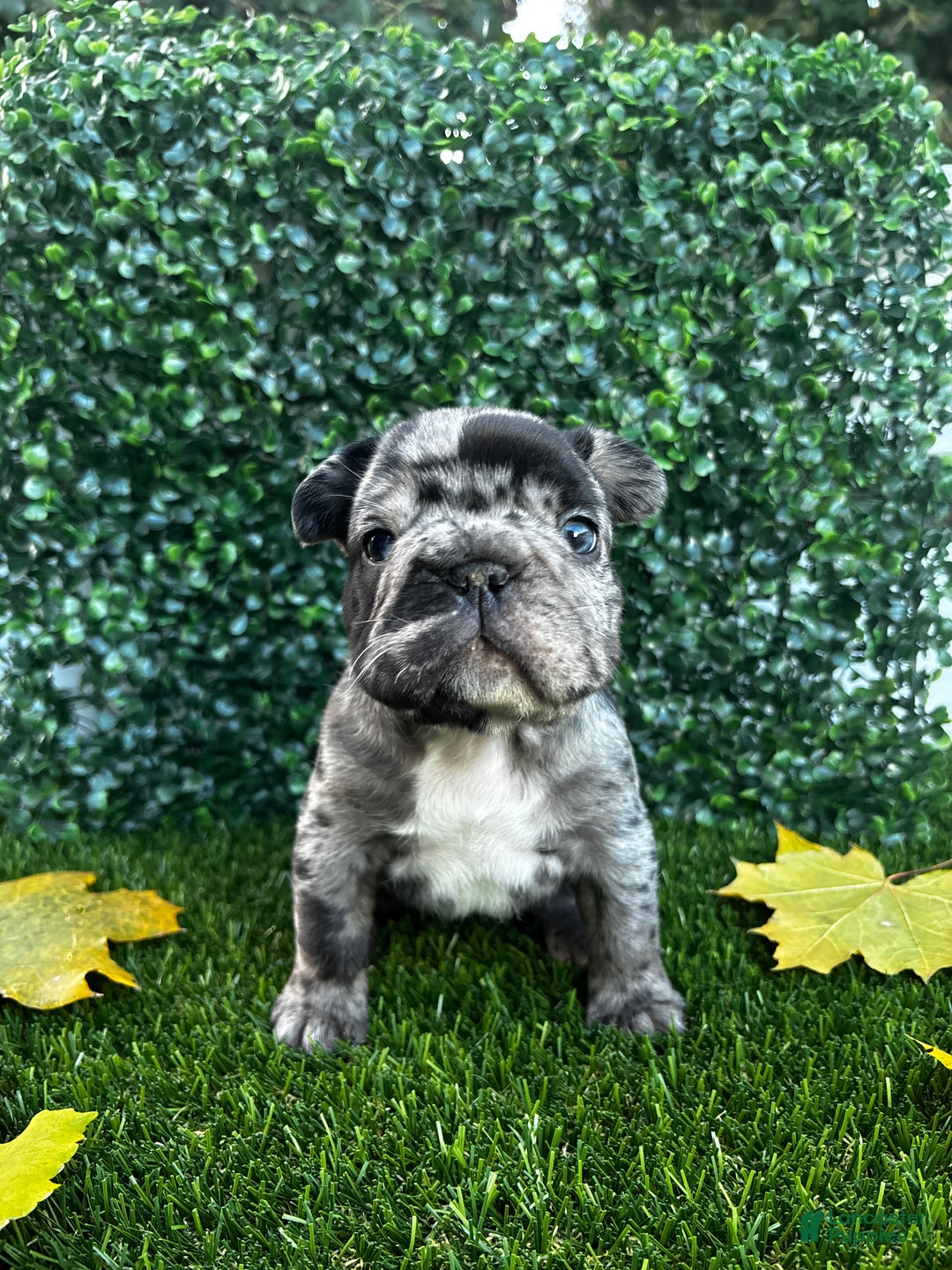 French Bulldog dogs for sale: Lighting - Ad 5