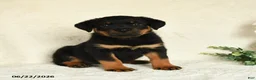Rottweiler dogs for sale: Arya - Ad 1