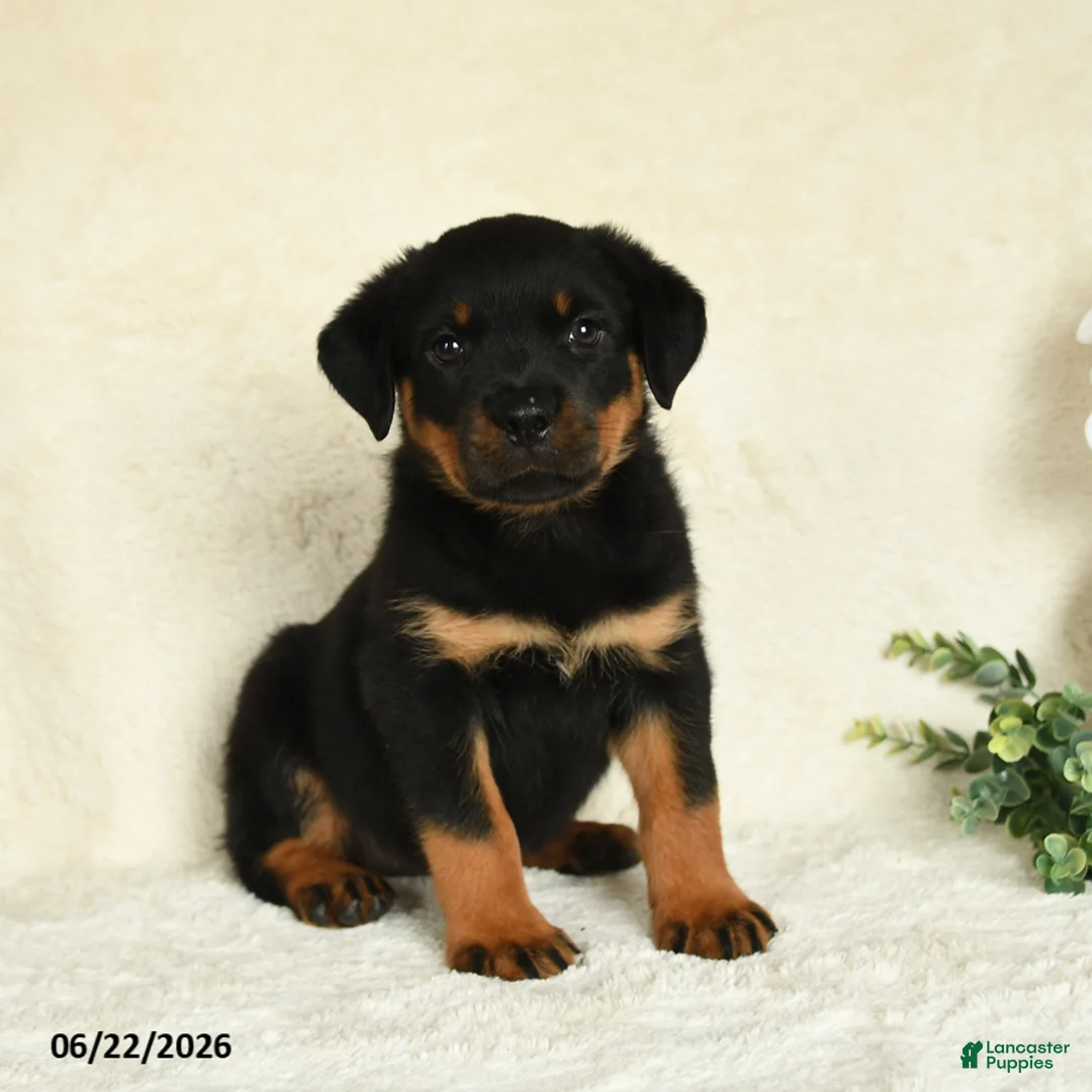 Rottweiler dogs for sale: Arya - Ad 1