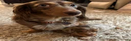 Miniature Dachshund dogs for sale: Olaf - Ad 4