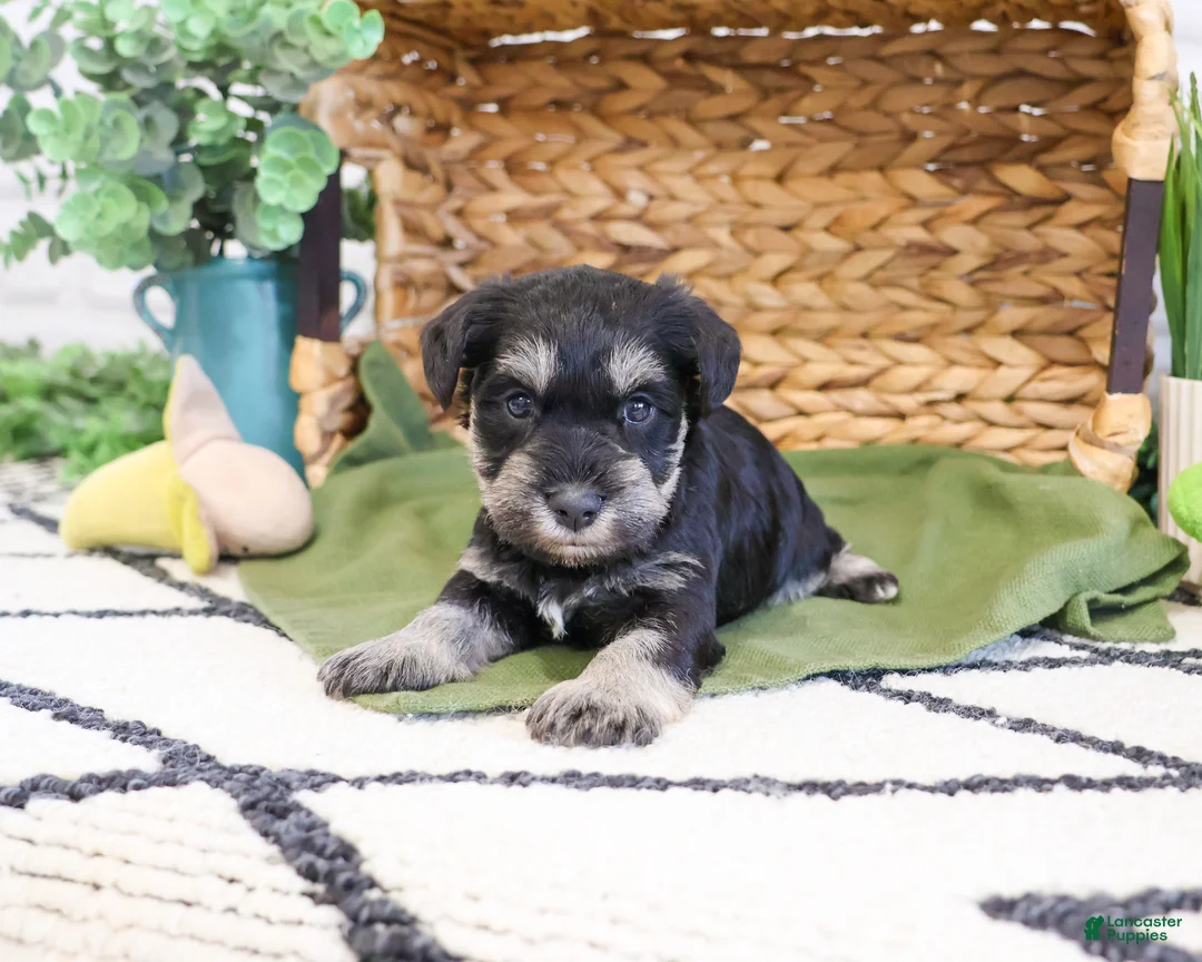 Miniature Schnauzer dogs for sale: Tristan  - Ad 2