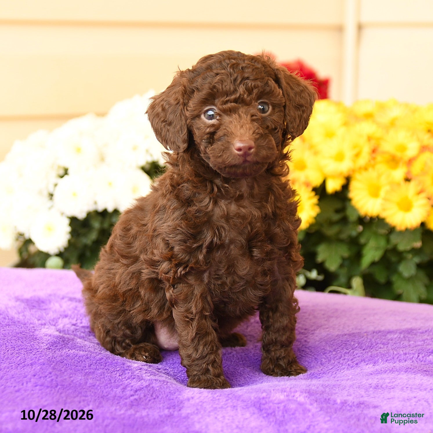 Toy Poodle dogs for sale: Sienna - Ad 2