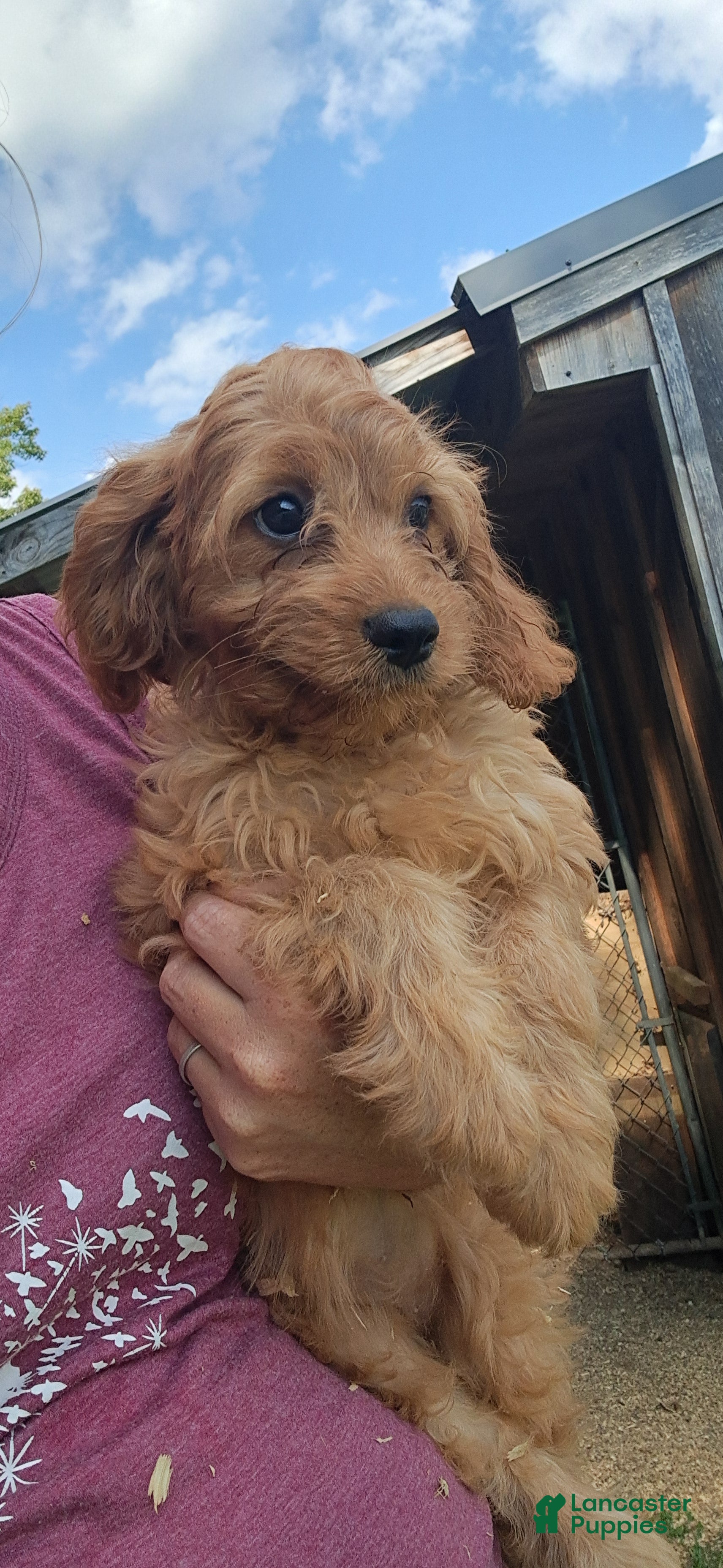 Cavapoo dogs Lala  - Ad 2