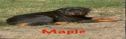 Rottweiler dogs for sale: Rottweiler Puppy 4 - Ad 5