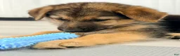 German Shepherd dogs for sale: Diesel - Ad 17