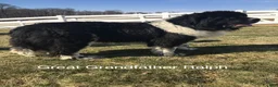 Newfoundland dogs for sale: “ Coco Chanel” OFA, CH, AKC - Ad 13