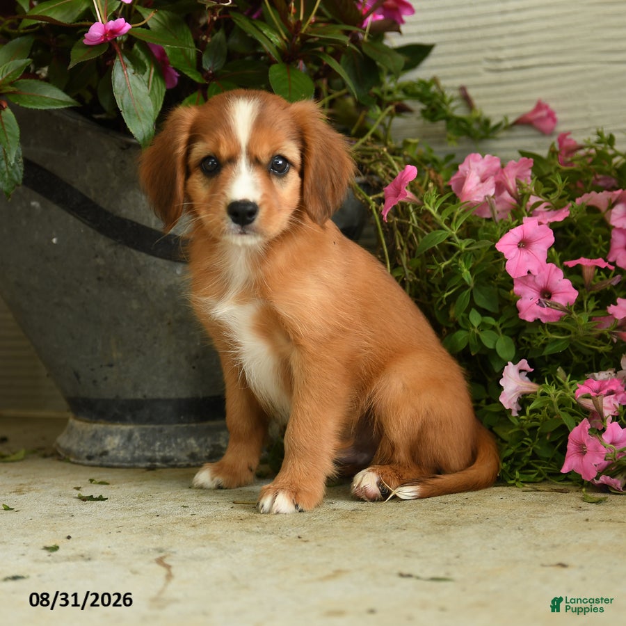 Mixed Breed dogs Leo - Ad 1