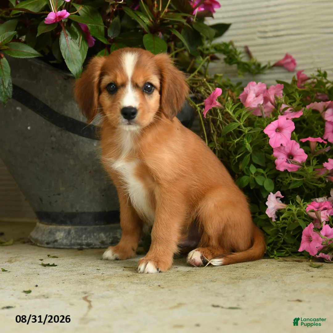Mixed Breed dogs for sale: Leo - Ad 1