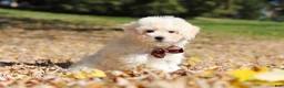 Maltipoo dogs for sale: Casey - Ad 6